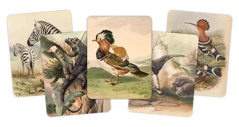 Art of Fauna